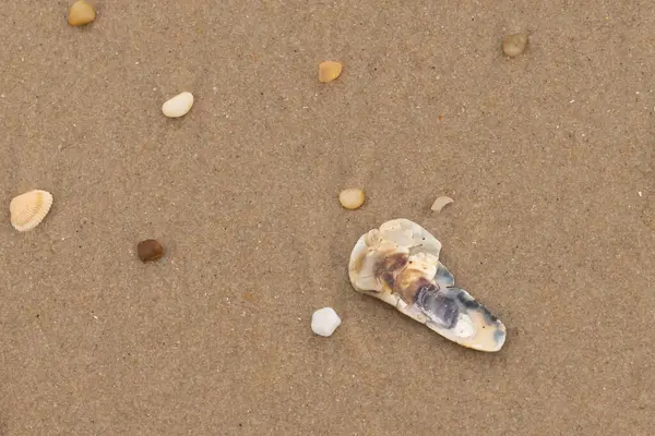 Bu resimde küçük istiridye kabuğu sahilde yatıyordu. Deniz kabuğunun mavi tonları vardır ve gerçekten kahverengi kum taneciklerine karşı göze çarpar. Küçük pürüzsüz çakıl taşları her yerde görülebilir..