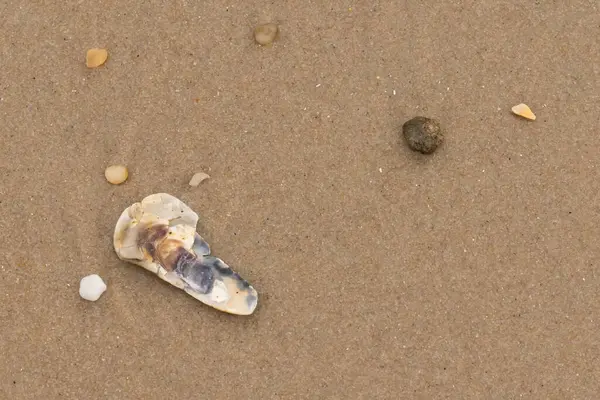 Bu resimde küçük istiridye kabuğu sahilde yatıyordu. Deniz kabuğunun mavi tonları vardır ve gerçekten kahverengi kum taneciklerine karşı göze çarpar. Küçük pürüzsüz çakıl taşları her yerde görülebilir..