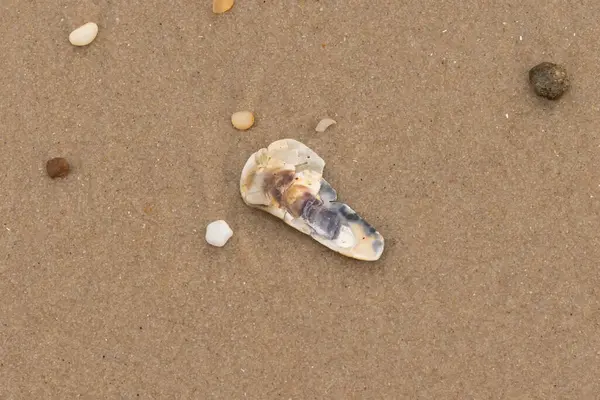 Bu resimde küçük istiridye kabuğu sahilde yatıyordu. Deniz kabuğunun mavi tonları vardır ve gerçekten kahverengi kum taneciklerine karşı göze çarpar. Küçük pürüzsüz çakıl taşları her yerde görülebilir..