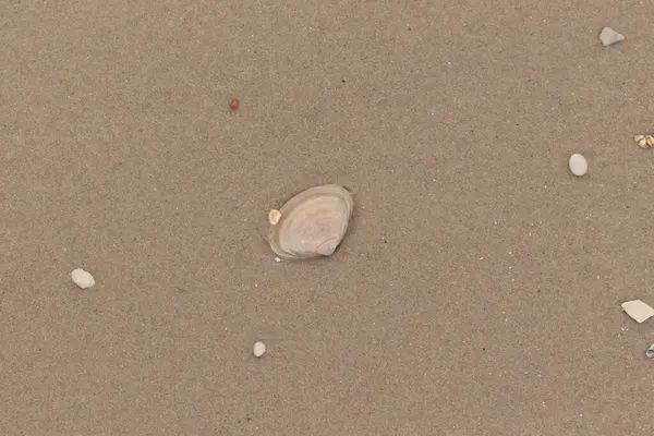 Bu küçük midye kabuğu resimde plajda duruyordu. Bronz kabuk, kumların kahverengi tanelerine karşı duruyor. Onu buraya getiren gelgitten kalan deniz enkazı var..