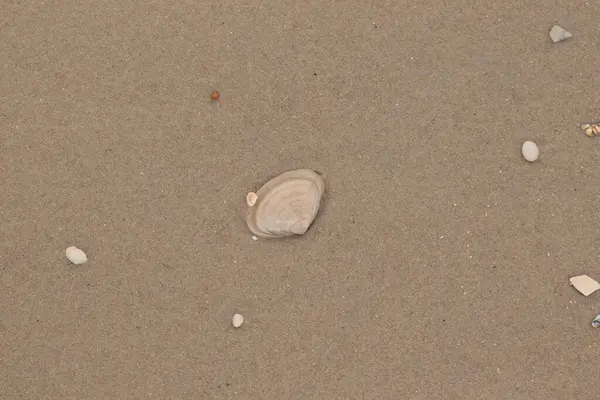 Bu küçük midye kabuğu resimde plajda duruyordu. Bronz kabuk, kumların kahverengi tanelerine karşı duruyor. Onu buraya getiren gelgitten kalan deniz enkazı var..