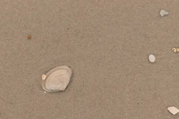 Bu küçük midye kabuğu resimde plajda duruyordu. Bronz kabuk, kumların kahverengi tanelerine karşı duruyor. Onu buraya getiren gelgitten kalan deniz enkazı var..