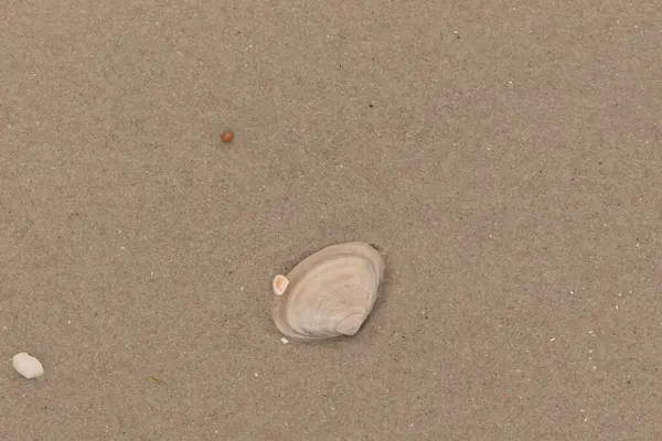 Bu küçük midye kabuğu resimde plajda duruyordu. Bronz kabuk, kumların kahverengi tanelerine karşı duruyor. Onu buraya getiren gelgitten kalan deniz enkazı var..