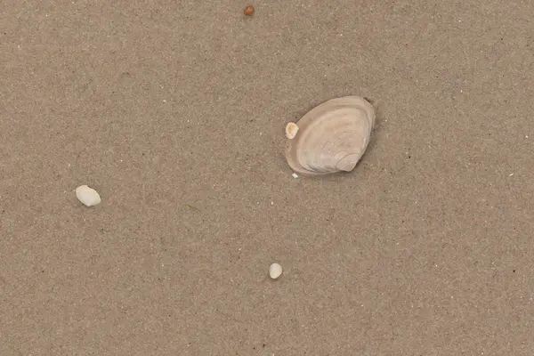 Bu küçük midye kabuğu resimde plajda duruyordu. Bronz kabuk, kumların kahverengi tanelerine karşı duruyor. Onu buraya getiren gelgitten kalan deniz enkazı var..