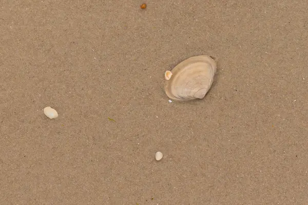 Bu küçük midye kabuğu resimde plajda duruyordu. Bronz kabuk, kumların kahverengi tanelerine karşı duruyor. Onu buraya getiren gelgitten kalan deniz enkazı var..