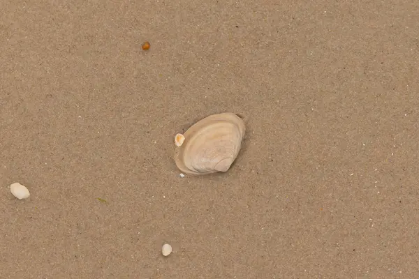 Bu küçük midye kabuğu resimde plajda duruyordu. Bronz kabuk, kumların kahverengi tanelerine karşı duruyor. Onu buraya getiren gelgitten kalan deniz enkazı var..