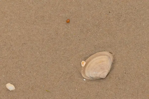 Bu küçük midye kabuğu resimde plajda duruyordu. Bronz kabuk, kumların kahverengi tanelerine karşı duruyor. Onu buraya getiren gelgitten kalan deniz enkazı var..