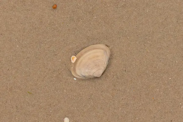Bu küçük midye kabuğu resimde plajda duruyordu. Bronz kabuk, kumların kahverengi tanelerine karşı duruyor. Onu buraya getiren gelgitten kalan deniz enkazı var..