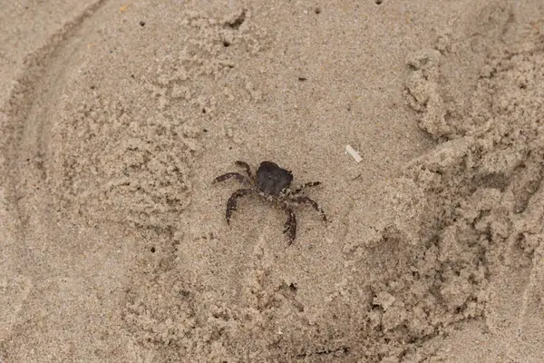Bu, kumdaki sevimli küçük bir yengecin resmi. Bacaklarındaki beyaz şeritler gerçekten göze çarpıyor. Küçük çimdikleri tehlikeye bakıyor. Bu bir Japon kıyı yengeci ve sahile çıktı..