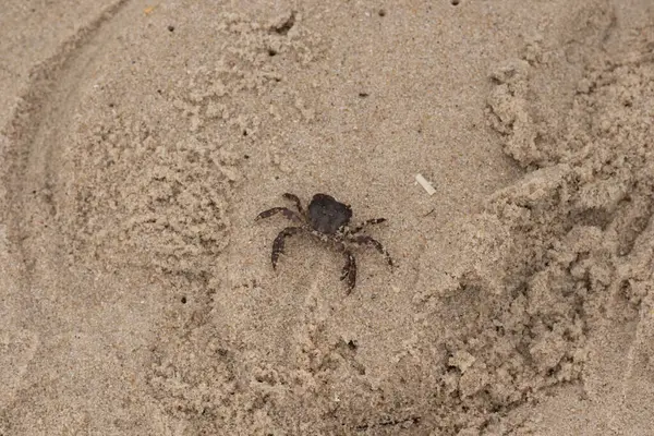 Bu, kumdaki sevimli küçük bir yengecin resmi. Bacaklarındaki beyaz şeritler gerçekten göze çarpıyor. Küçük çimdikleri tehlikeye bakıyor. Bu bir Japon kıyı yengeci ve sahile çıktı..