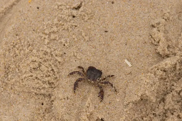 Bu, kumdaki sevimli küçük bir yengecin resmi. Bacaklarındaki beyaz şeritler gerçekten göze çarpıyor. Küçük çimdikleri tehlikeye bakıyor. Bu bir Japon kıyı yengeci ve sahile çıktı..