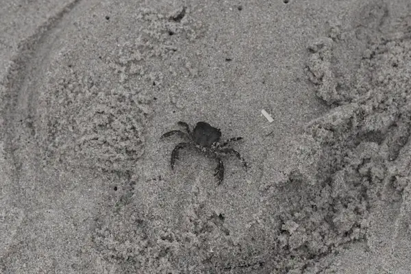 Bu, kumdaki sevimli küçük bir yengecin resmi. Bacaklarındaki beyaz şeritler gerçekten göze çarpıyor. Küçük çimdikleri tehlikeye bakıyor. Bu bir Japon kıyı yengeci ve sahile çıktı..