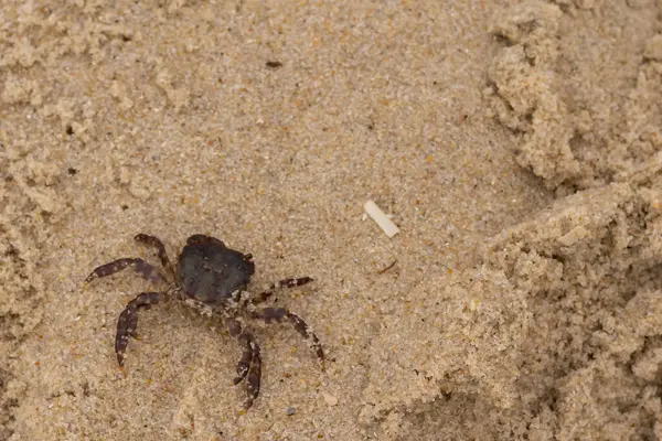 Bu, kumdaki sevimli küçük bir yengecin resmi. Bacaklarındaki beyaz şeritler gerçekten göze çarpıyor. Küçük çimdikleri tehlikeye bakıyor. Bu bir Japon kıyı yengeci ve sahile çıktı..