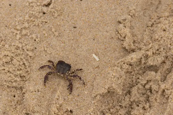 Bu, kumdaki sevimli küçük bir yengecin resmi. Bacaklarındaki beyaz şeritler gerçekten göze çarpıyor. Küçük çimdikleri tehlikeye bakıyor. Bu bir Japon kıyı yengeci ve sahile çıktı..