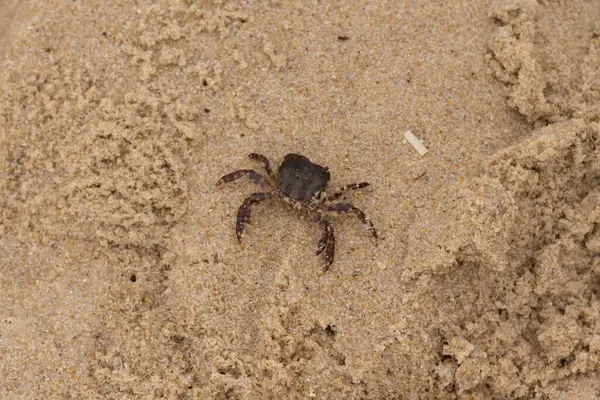 Bu, kumdaki sevimli küçük bir yengecin resmi. Bacaklarındaki beyaz şeritler gerçekten göze çarpıyor. Küçük çimdikleri tehlikeye bakıyor. Bu bir Japon kıyı yengeci ve sahile çıktı..