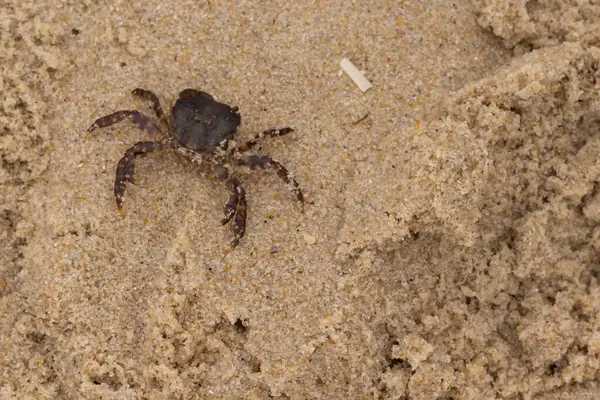 Bu, kumdaki sevimli küçük bir yengecin resmi. Bacaklarındaki beyaz şeritler gerçekten göze çarpıyor. Küçük çimdikleri tehlikeye bakıyor. Bu bir Japon kıyı yengeci ve sahile çıktı..