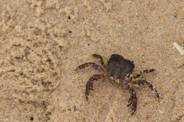 Bu, kumdaki sevimli küçük bir yengecin resmi. Bacaklarındaki beyaz şeritler gerçekten göze çarpıyor. Küçük çimdikleri tehlikeye bakıyor. Bu bir Japon kıyı yengeci ve sahile çıktı..