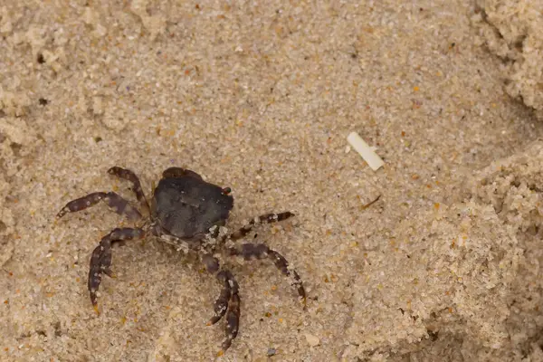 Bu, kumdaki sevimli küçük bir yengecin resmi. Bacaklarındaki beyaz şeritler gerçekten göze çarpıyor. Küçük çimdikleri tehlikeye bakıyor. Bu bir Japon kıyı yengeci ve sahile çıktı..