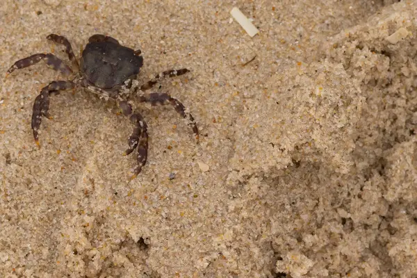 Bu, kumdaki sevimli küçük bir yengecin resmi. Bacaklarındaki beyaz şeritler gerçekten göze çarpıyor. Küçük çimdikleri tehlikeye bakıyor. Bu bir Japon kıyı yengeci ve sahile çıktı..