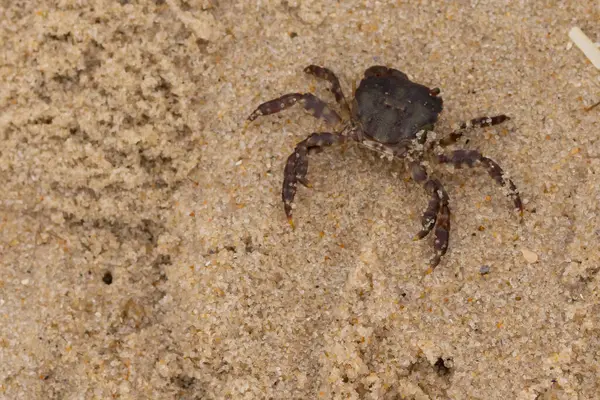 Bu, kumdaki sevimli küçük bir yengecin resmi. Bacaklarındaki beyaz şeritler gerçekten göze çarpıyor. Küçük çimdikleri tehlikeye bakıyor. Bu bir Japon kıyı yengeci ve sahile çıktı..