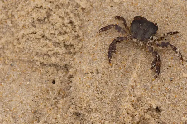 Bu, kumdaki sevimli küçük bir yengecin resmi. Bacaklarındaki beyaz şeritler gerçekten göze çarpıyor. Küçük çimdikleri tehlikeye bakıyor. Bu bir Japon kıyı yengeci ve sahile çıktı..