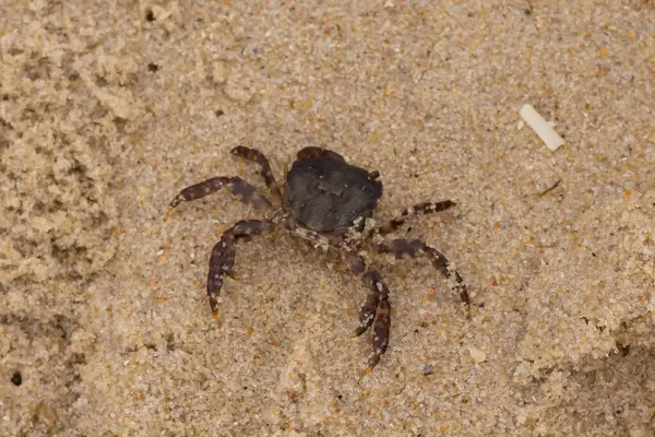 Bu, kumdaki sevimli küçük bir yengecin resmi. Bacaklarındaki beyaz şeritler gerçekten göze çarpıyor. Küçük çimdikleri tehlikeye bakıyor. Bu bir Japon kıyı yengeci ve sahile çıktı..