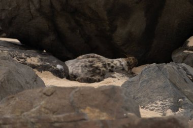 Bu fotoğrafı çektiğimde, kumsalda güneşin gölgesinde dinlenen şirin bir fok balığı. Bu beyaz vücuttaki siyah noktalar onun sadece bir buzağı olduğunu gösteriyor. Bu küçük bebek sırt üstü uzanmış, göbeği açıkta ve serinlemeye çalışıyor..