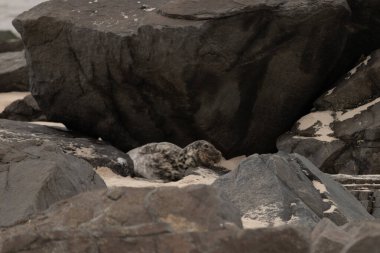 Bu fotoğrafı çektiğimde kumsalın gölgesinde dinlenen şirin bir fok balığı. Bu beyaz vücuttaki siyah noktalar onun sadece bir buzağı olduğunu gösteriyor. Bu küçük bebeğin büyük siyah gözleri ve bıyıkları var..