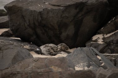 Bu fotoğrafı çektiğimde kumsalın gölgesinde dinlenen şirin bir fok balığı. Bu beyaz vücuttaki siyah noktalar onun sadece bir buzağı olduğunu gösteriyor. Bu küçük bebeğin büyük siyah gözleri ve bıyıkları var..