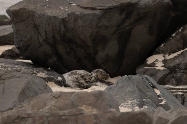 Bu fotoğrafı çektiğimde kumsalın gölgesinde dinlenen şirin bir fok balığı. Bu beyaz vücuttaki siyah noktalar onun sadece bir buzağı olduğunu gösteriyor. Bu küçük bebeğin büyük siyah gözleri ve bıyıkları var..