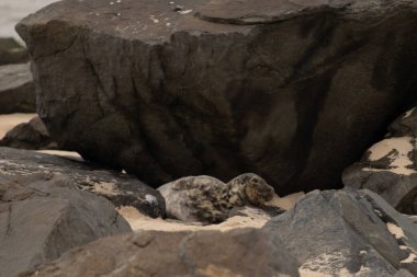 Bu fotoğrafı çektiğimde kumsalın gölgesinde dinlenen şirin bir fok balığı. Bu beyaz vücuttaki siyah noktalar onun sadece bir buzağı olduğunu gösteriyor. Bu küçük bebeğin büyük siyah gözleri ve bıyıkları var..
