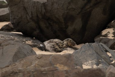 Bu fotoğrafı çektiğimde kumsalın gölgesinde dinlenen şirin bir fok balığı. Bu beyaz vücuttaki siyah noktalar onun sadece bir buzağı olduğunu gösteriyor. Bu küçük bebeğin büyük siyah gözleri ve bıyıkları var..