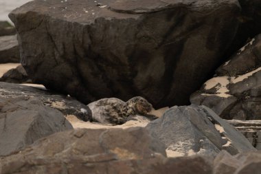 Bu fotoğrafı çektiğimde kumsalın gölgesinde dinlenen şirin bir fok balığı. Bu beyaz vücuttaki siyah noktalar onun sadece bir buzağı olduğunu gösteriyor. Bu küçük bebeğin büyük siyah gözleri ve bıyıkları var..