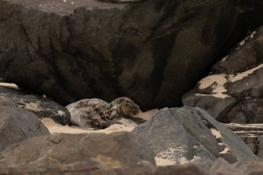 Bu fotoğrafı çektiğimde kumsalın gölgesinde dinlenen şirin bir fok balığı. Bu beyaz vücuttaki siyah noktalar onun sadece bir buzağı olduğunu gösteriyor. Bu küçük bebeğin büyük siyah gözleri ve bıyıkları var..