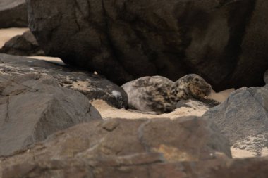 Bu fotoğrafı çektiğimde kumsalın gölgesinde dinlenen şirin bir fok balığı. Bu beyaz vücuttaki siyah noktalar onun sadece bir buzağı olduğunu gösteriyor. Bu küçük bebeğin büyük siyah gözleri ve bıyıkları var..