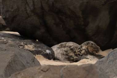 Bu fotoğrafı çektiğimde kumsalın gölgesinde dinlenen şirin bir fok balığı. Bu beyaz vücuttaki siyah noktalar onun sadece bir buzağı olduğunu gösteriyor. Bu küçük bebeğin büyük siyah gözleri ve bıyıkları var..