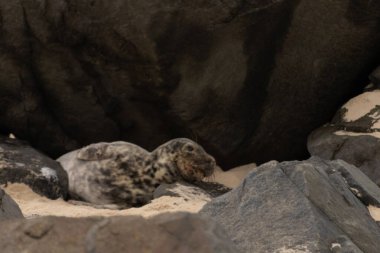 Bu fotoğrafı çektiğimde kumsalın gölgesinde dinlenen şirin bir fok balığı. Bu beyaz vücuttaki siyah noktalar onun sadece bir buzağı olduğunu gösteriyor. Bu küçük bebeğin büyük siyah gözleri ve bıyıkları var..