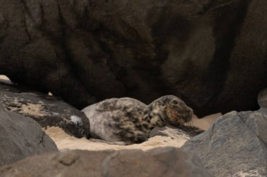 Bu fotoğrafı çektiğimde kumsalın gölgesinde dinlenen şirin bir fok balığı. Bu beyaz vücuttaki siyah noktalar onun sadece bir buzağı olduğunu gösteriyor. Bu küçük bebeğin büyük siyah gözleri ve bıyıkları var..