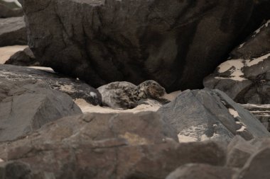 Bu fotoğrafı çektiğimde kumsalın gölgesinde dinlenen şirin bir fok balığı. Bu beyaz vücuttaki siyah noktalar onun sadece bir buzağı olduğunu gösteriyor. Bu küçük bebeğin büyük siyah gözleri ve bıyıkları var..