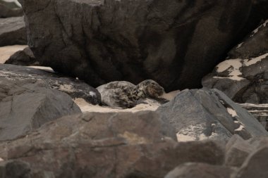 Bu fotoğrafı çektiğimde kumsalın gölgesinde dinlenen şirin bir fok balığı. Bu beyaz vücuttaki siyah noktalar onun sadece bir buzağı olduğunu gösteriyor. Bu küçük bebeğin büyük siyah gözleri ve bıyıkları var..