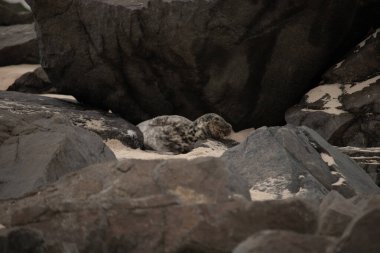 Bu fotoğrafı çektiğimde kumsalın gölgesinde dinlenen şirin bir fok balığı. Bu beyaz vücuttaki siyah noktalar onun sadece bir buzağı olduğunu gösteriyor. Bu küçük bebeğin büyük siyah gözleri ve bıyıkları var..