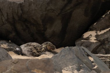 Bu fotoğrafı çektiğimde kumsalın gölgesinde dinlenen şirin bir fok balığı. Bu beyaz vücuttaki siyah noktalar onun sadece bir buzağı olduğunu gösteriyor. Bu küçük bebeğin büyük siyah gözleri ve bıyıkları var..
