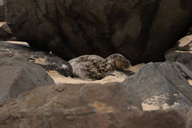 Bu fotoğrafı çektiğimde kumsalın gölgesinde dinlenen şirin bir fok balığı. Bu beyaz vücuttaki siyah noktalar onun sadece bir buzağı olduğunu gösteriyor. Bu küçük bebeğin büyük siyah gözleri ve bıyıkları var..