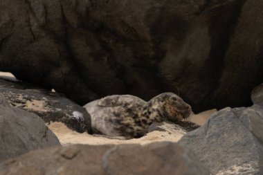 Bu fotoğrafı çektiğimde kumsalın gölgesinde dinlenen şirin bir fok balığı. Bu beyaz vücuttaki siyah noktalar onun sadece bir buzağı olduğunu gösteriyor. Bu küçük bebeğin büyük siyah gözleri ve bıyıkları var..