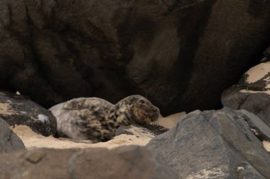 Bu fotoğrafı çektiğimde kumsalın gölgesinde dinlenen şirin bir fok balığı. Bu beyaz vücuttaki siyah noktalar onun sadece bir buzağı olduğunu gösteriyor. Bu küçük bebeğin büyük siyah gözleri ve bıyıkları var..