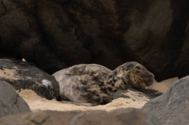 Bu fotoğrafı çektiğimde kumsalın gölgesinde dinlenen şirin bir fok balığı. Bu beyaz vücuttaki siyah noktalar onun sadece bir buzağı olduğunu gösteriyor. Bu küçük bebeğin büyük siyah gözleri ve bıyıkları var..