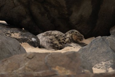 Bu fotoğrafı çektiğimde kumsalın gölgesinde dinlenen şirin bir fok balığı. Bu beyaz vücuttaki siyah noktalar onun sadece bir buzağı olduğunu gösteriyor. Bu küçük bebeğin büyük siyah gözleri ve bıyıkları var..