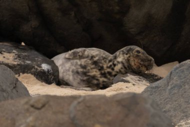 Bu fotoğrafı çektiğimde kumsalın gölgesinde dinlenen şirin bir fok balığı. Bu beyaz vücuttaki siyah noktalar onun sadece bir buzağı olduğunu gösteriyor. Bu küçük bebeğin büyük siyah gözleri ve bıyıkları var..