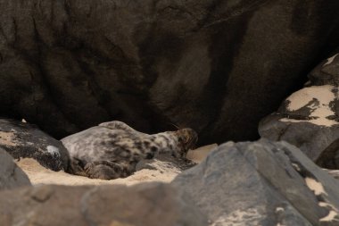 Bu fotoğrafı çektiğimde, kumsalda güneşin gölgesinde dinlenen şirin bir fok balığı. Bu beyaz vücuttaki siyah noktalar onun sadece bir buzağı olduğunu gösteriyor. Bu küçük bebek sırt üstü uzanmış, göbeği açıkta ve serinlemeye çalışıyor..