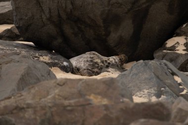 Bu fotoğrafı çektiğimde, kumsalda güneşin gölgesinde dinlenen şirin bir fok balığı. Bu beyaz vücuttaki siyah noktalar onun sadece bir buzağı olduğunu gösteriyor. Bu küçük bebek sırt üstü uzanmış, göbeği açıkta ve serinlemeye çalışıyor..